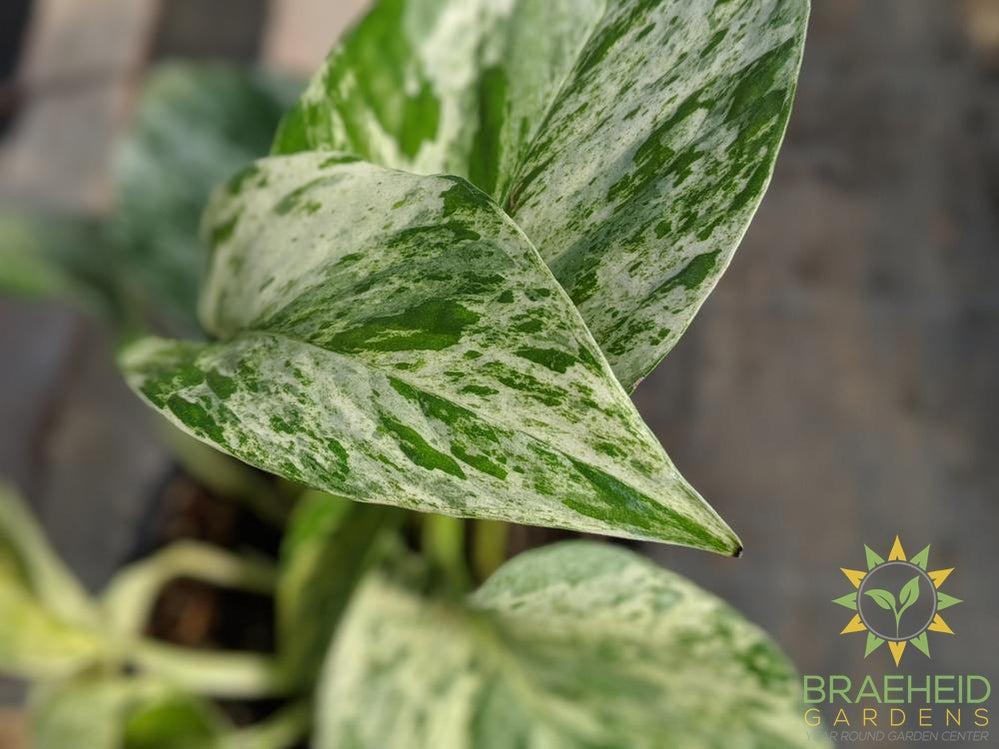 Marble Queen Pothos Leaf Photo