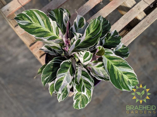 Calathea White Fusion *RARE*