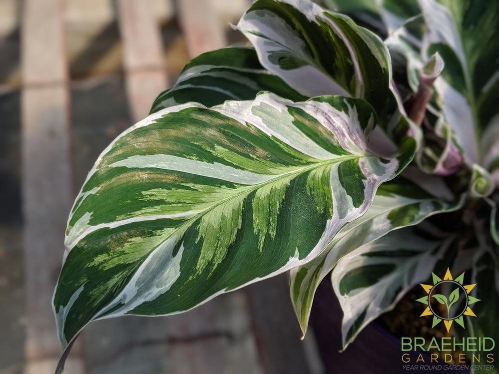 Calathea White Fusion *RARE*