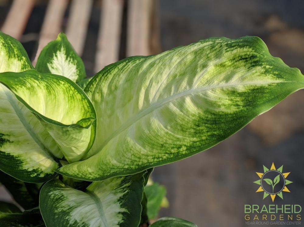 Dieffenbachia Camille