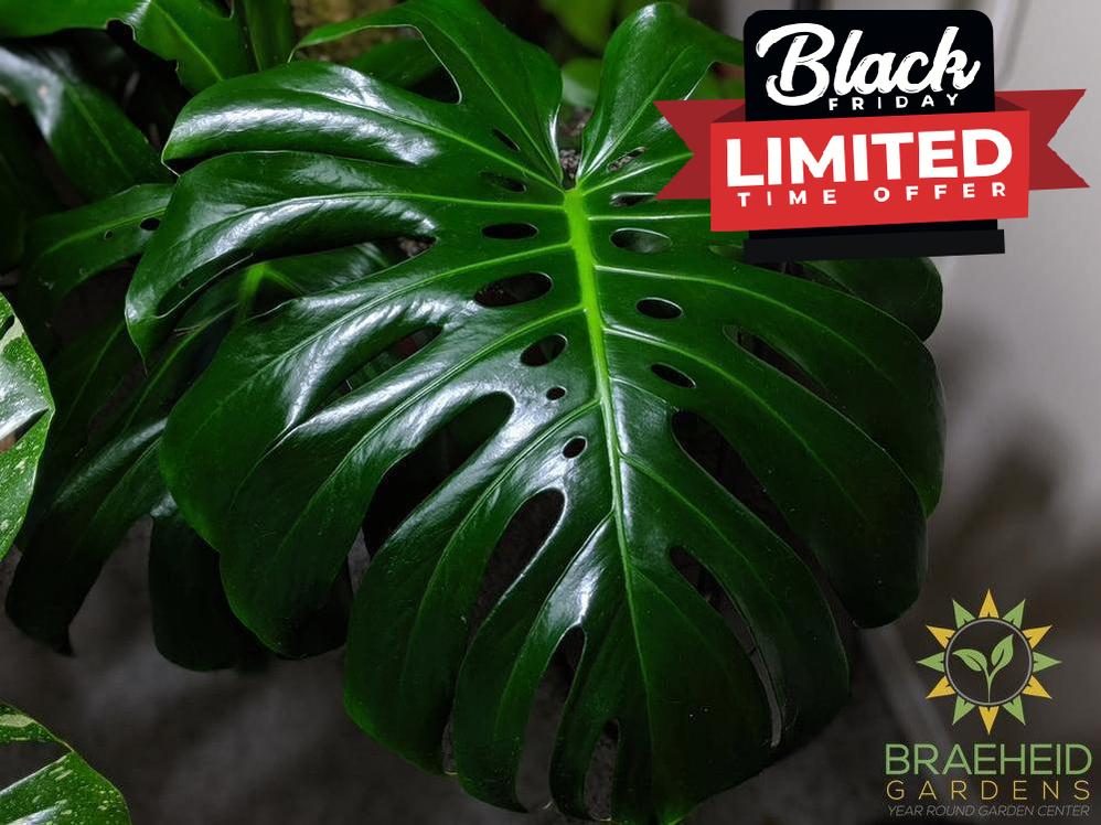 Mature split leaf philodendron foliage.