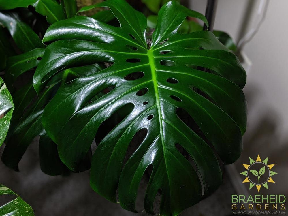 Mature split leaf philodendron foliage.