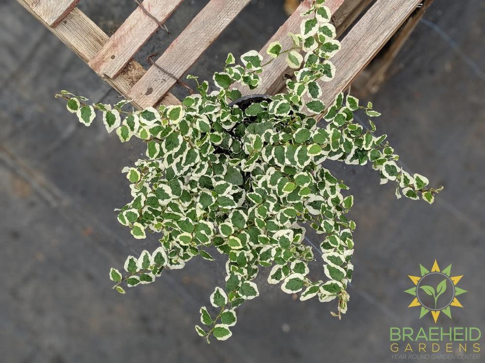 Variegated Creeping Ficus