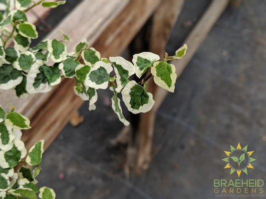 Variegated Creeping Ficus