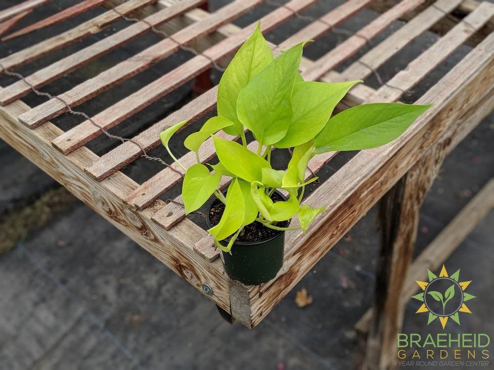 Buy Neon Pothos in Canada