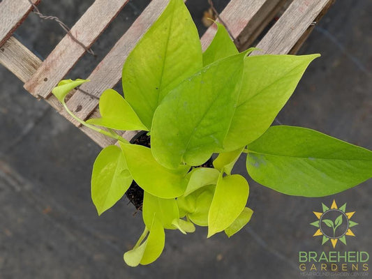 Order Neon Pothos in Canada