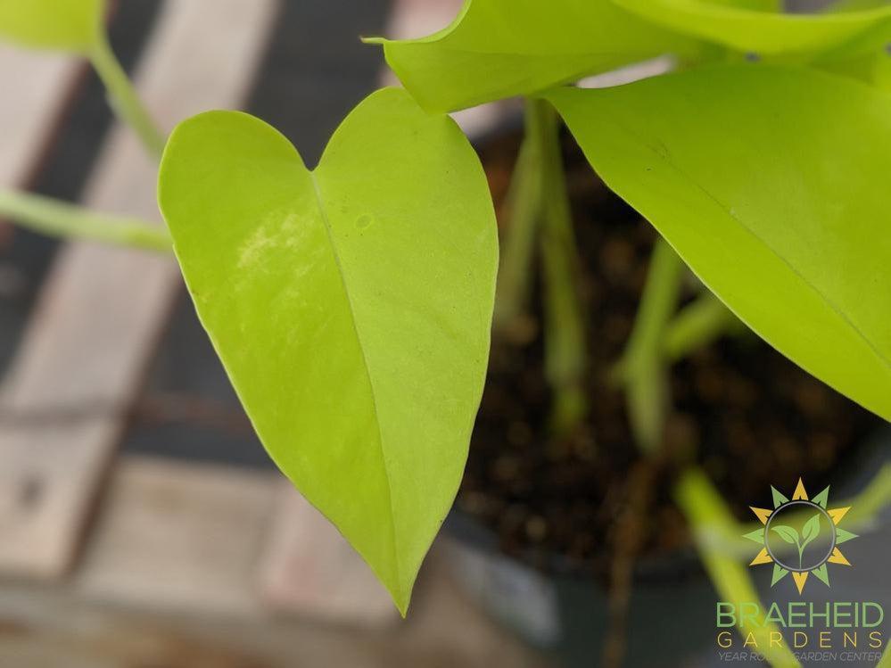 Neon Pothos Leaf shape