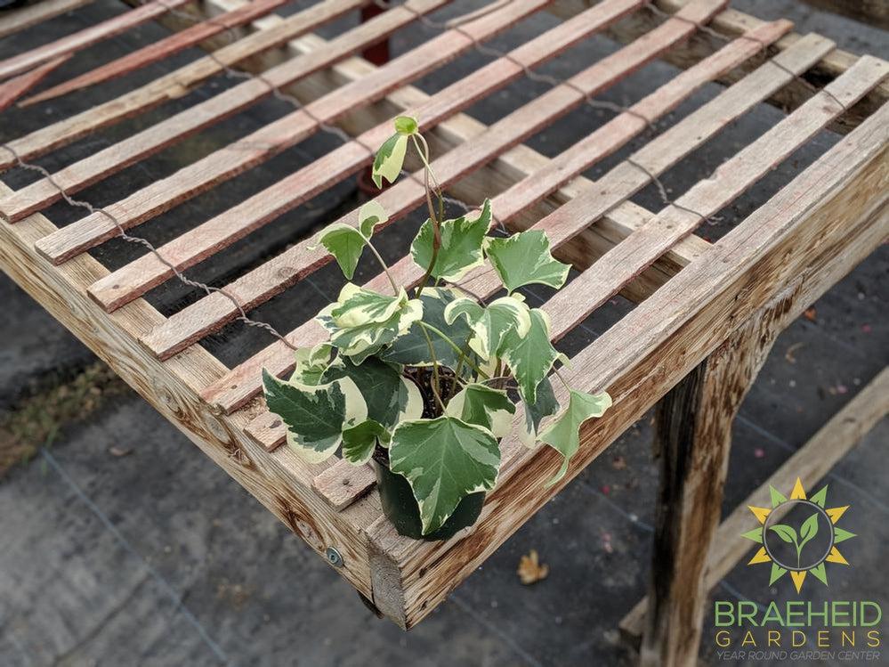 Variegated Algerian Ivy