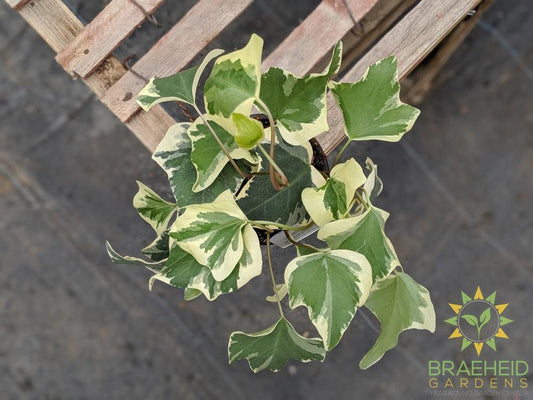 Variegated Algerian Ivy