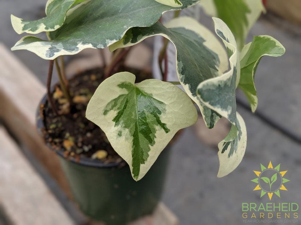 Variegated Algerian Ivy