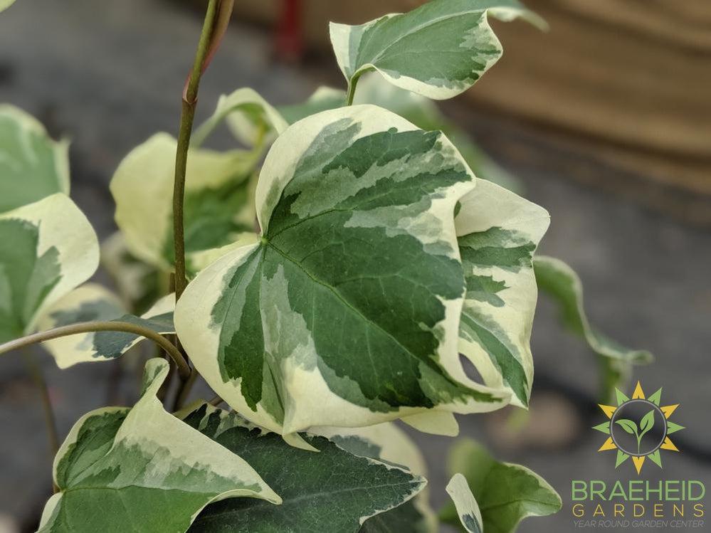 Variegated Algerian Ivy