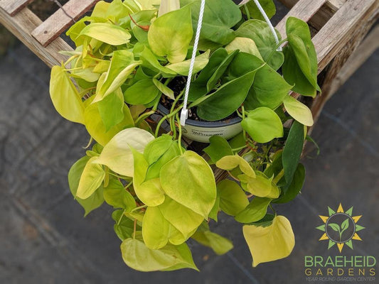 Lime Neon Philodendron Hanging Basket