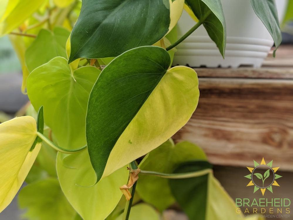 Lime Neon Philodendron Hanging Basket