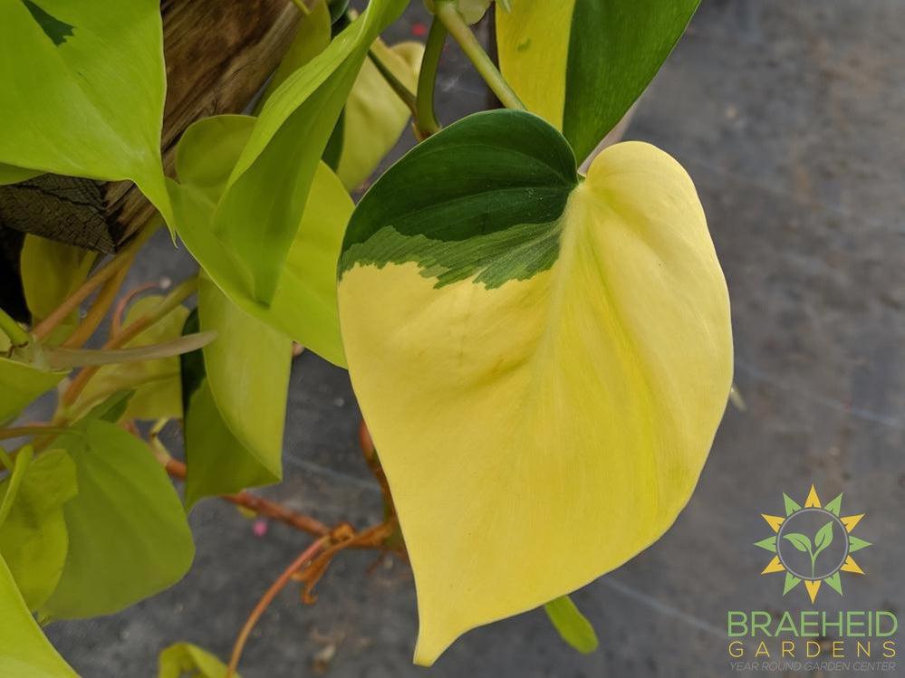 Lime Neon Philodendron Hanging Basket