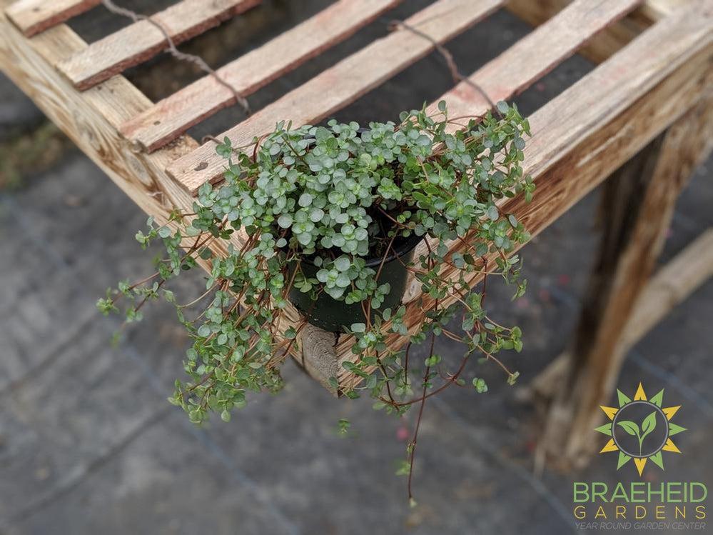 Silver Sparkle Pilea
