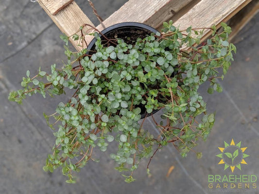 Silver Sparkle Pilea