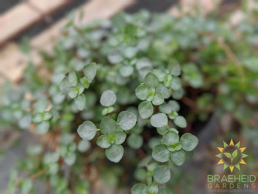 Silver Sparkle Pilea