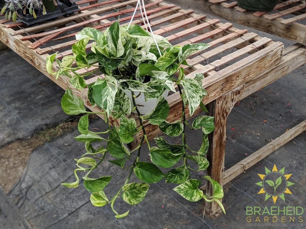 Hanging Basket Marble Queen Pothos in Canada