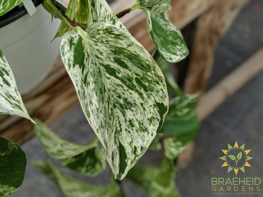 Epipremnum Marble Queen Leaf shape