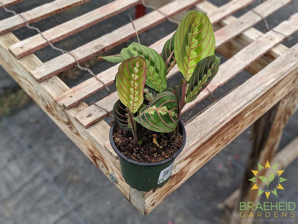 Red Prayer Plant