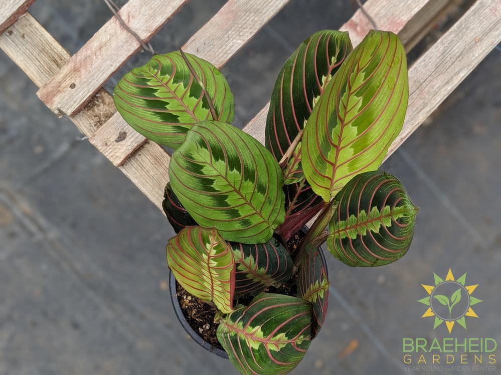 Red Prayer Plant