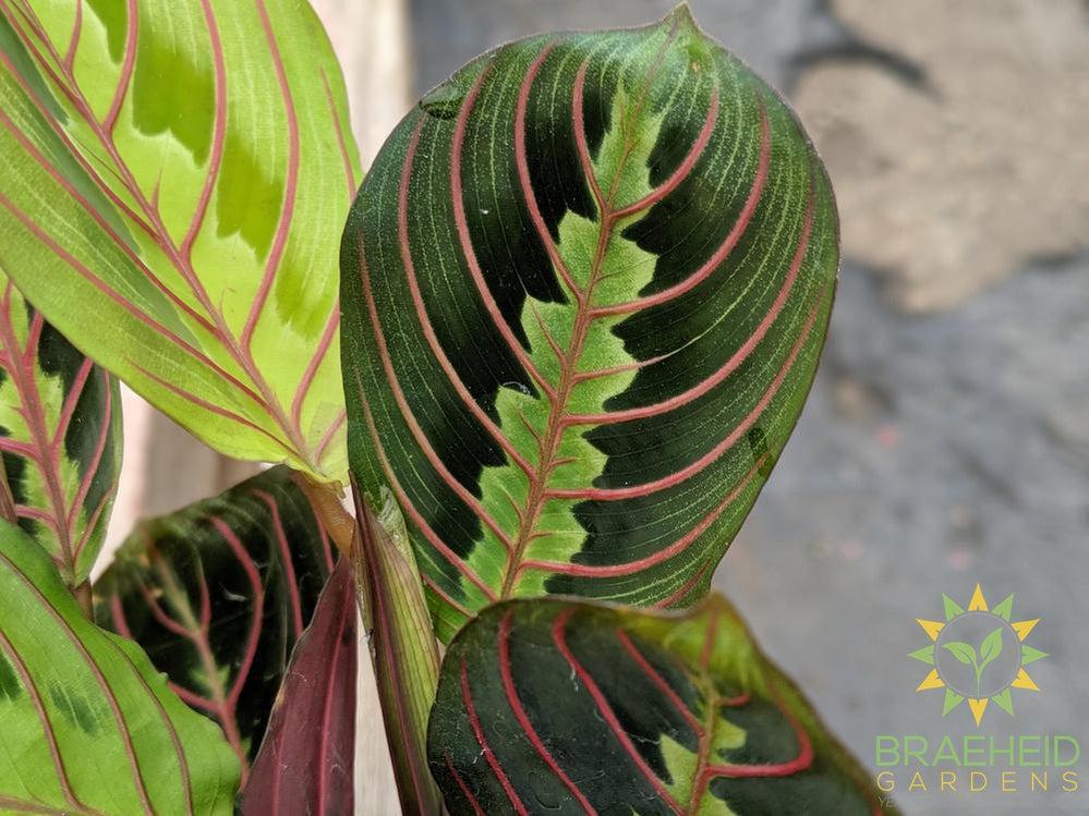 Red Prayer Plant