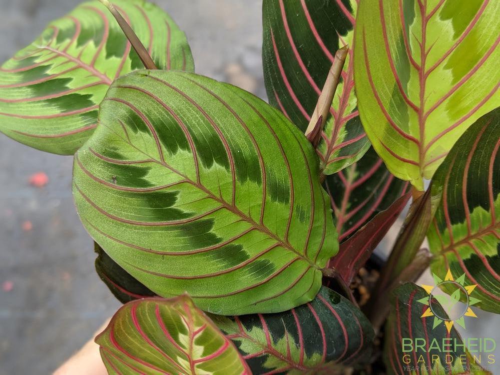 Red Prayer Plant