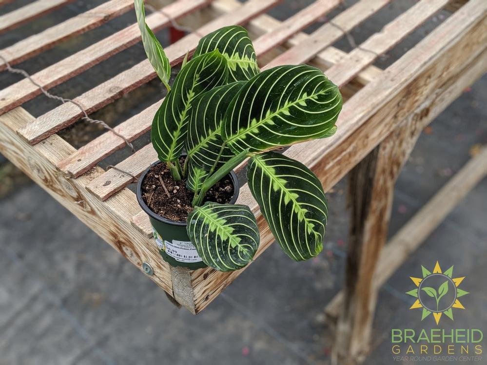 Lemon lime Prayer Plant