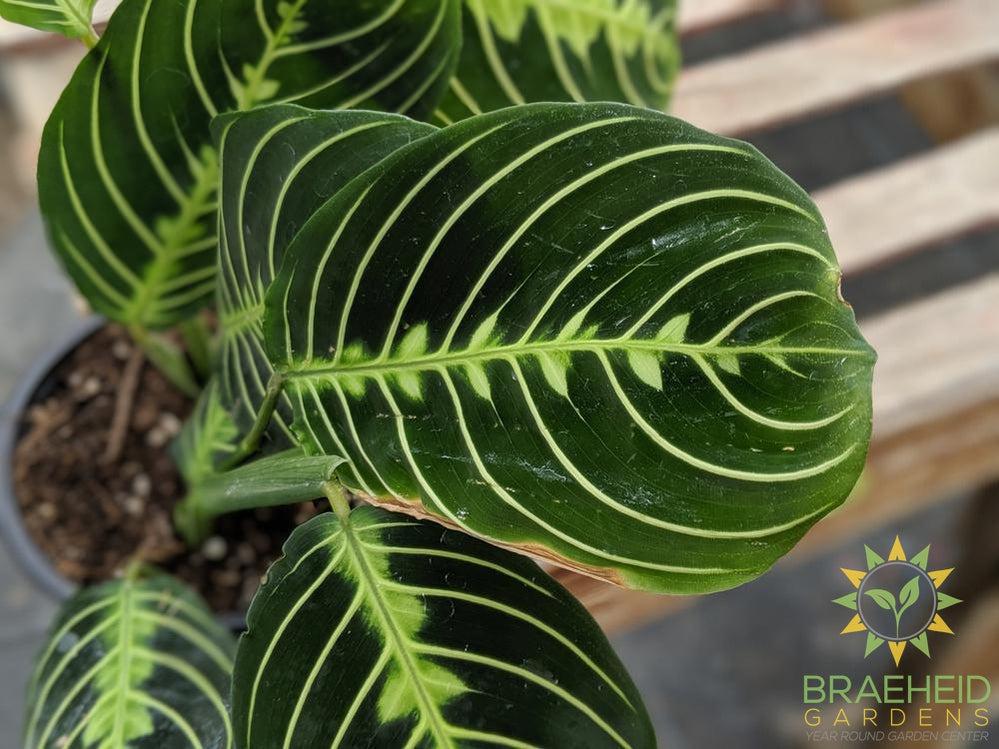 Lemon lime Prayer Plant