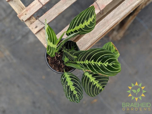 Lemon lime Prayer Plant