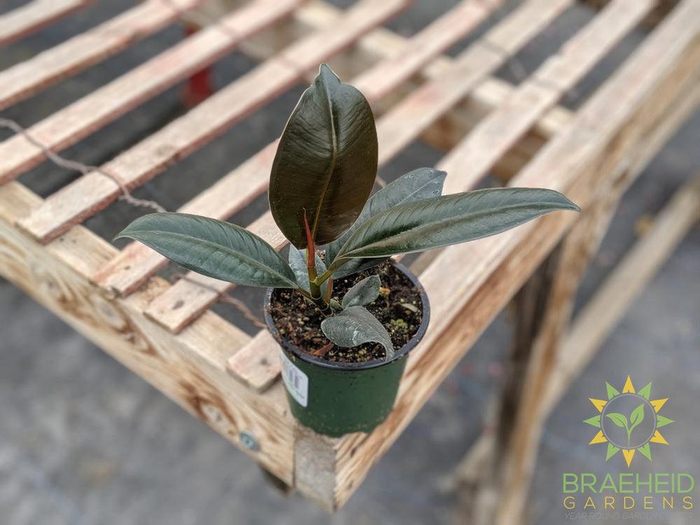 Rubber Tree - Ficus Robusta