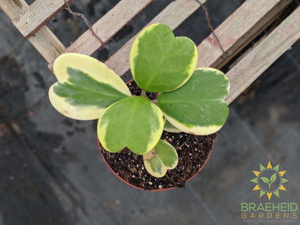Buy medium Hoya Kerrii Albomarginata Canada
