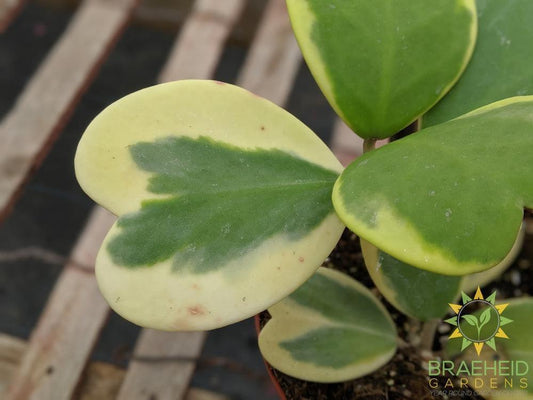 Buy Hoya Kerrii online Canada wide Shipping