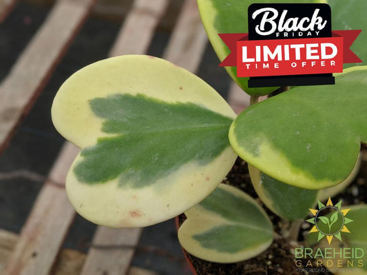 Buy Hoya Kerrii online Canada wide Shipping