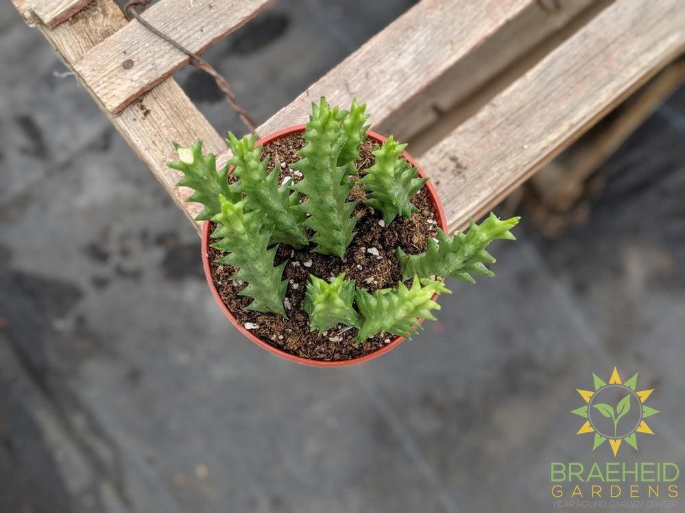 Stapelia
