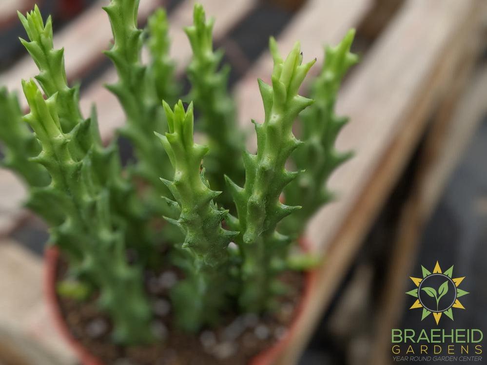 Stapelia