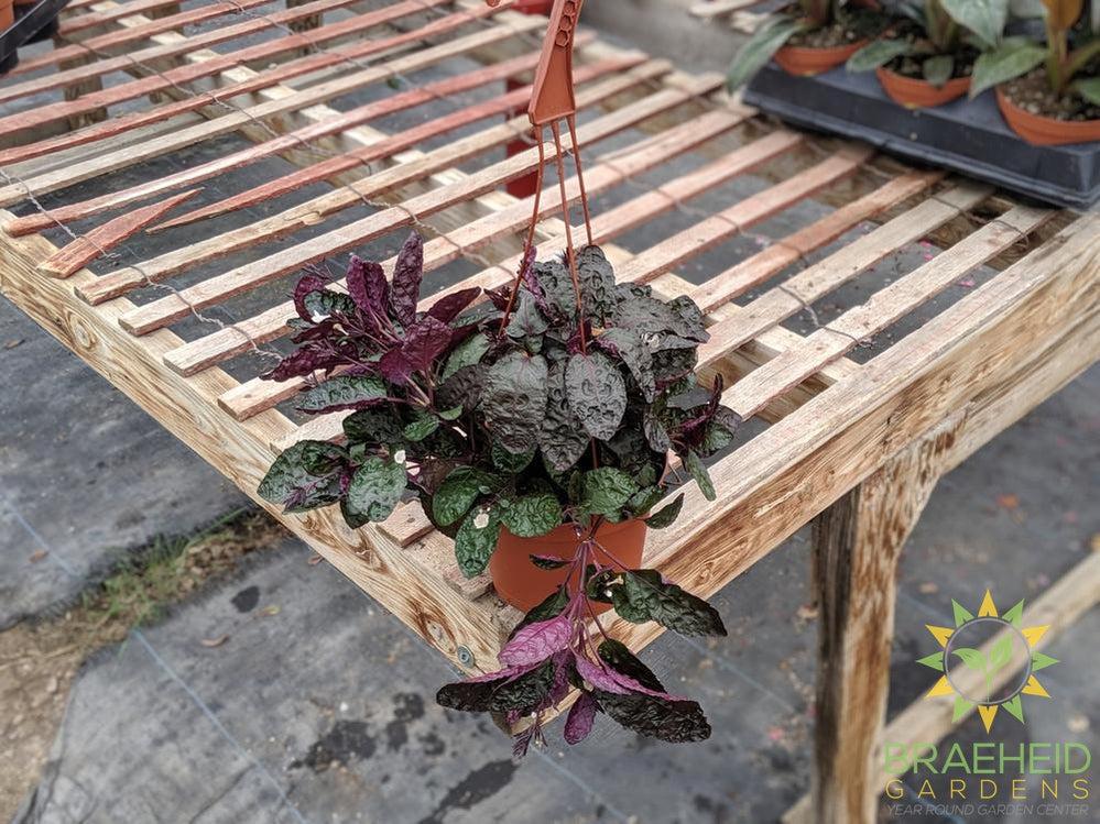 Waffle Plant Hanging Basket