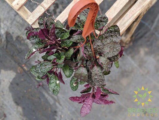 Waffle Plant Hanging Basket