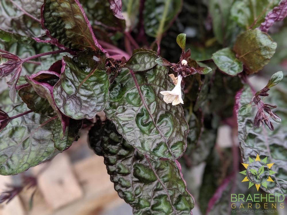 Waffle Plant Hanging Basket