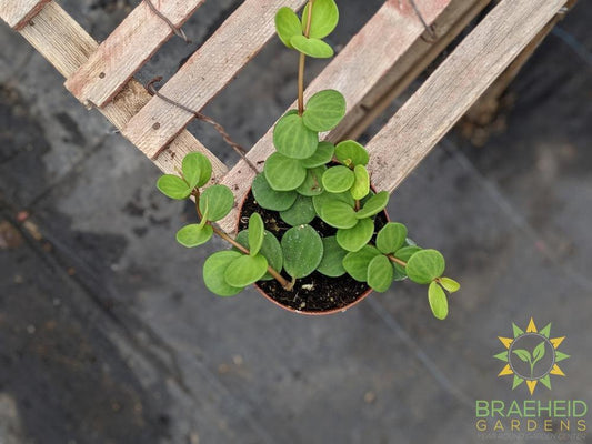 Peperomia hope plant