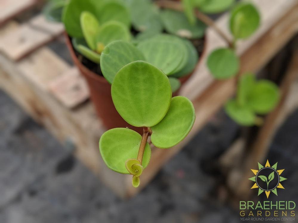 Peperomia hope leaf photo