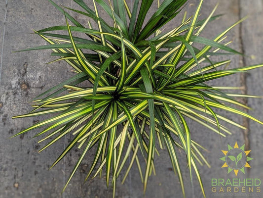 Large Dragon Tree - Dracaena Kiwi - NO SHIP