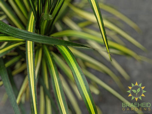 Large Dragon Tree - Dracaena Kiwi - NO SHIP