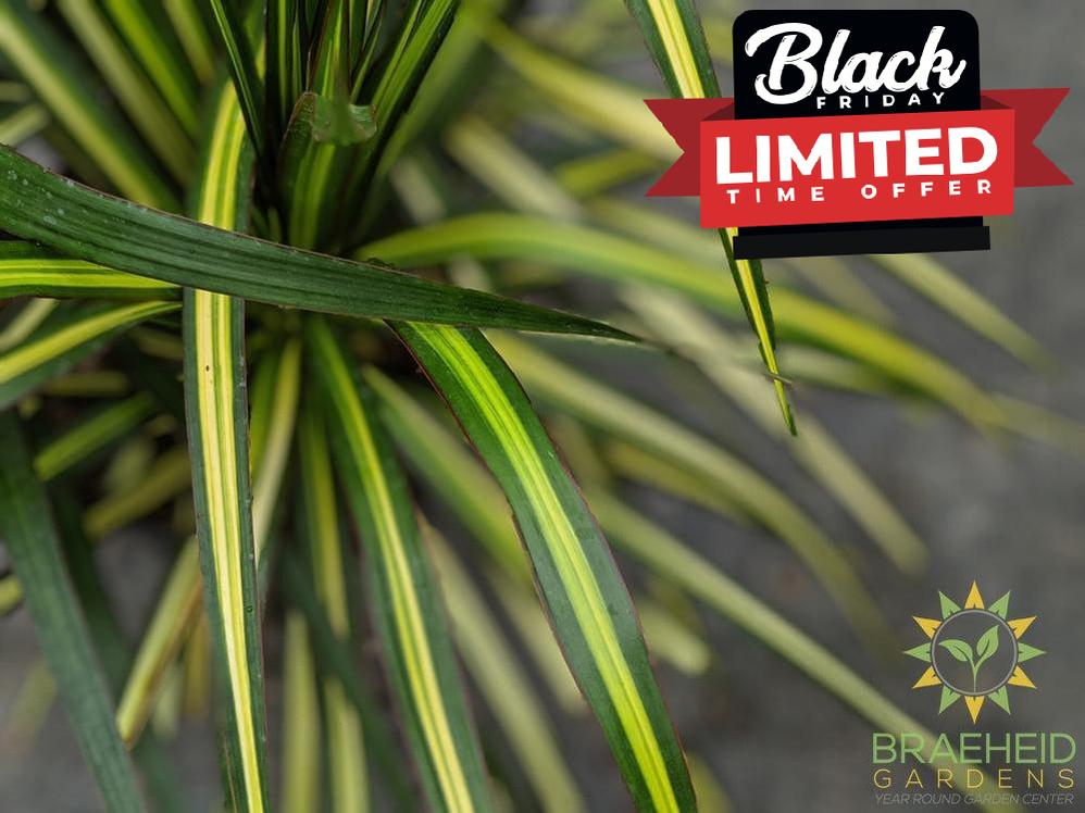 Large Dragon Tree - Dracaena Kiwi - NO SHIP