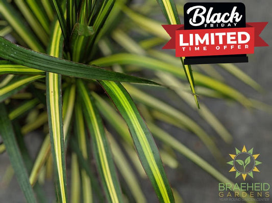 Large Dragon Tree - Dracaena Kiwi - NO SHIP