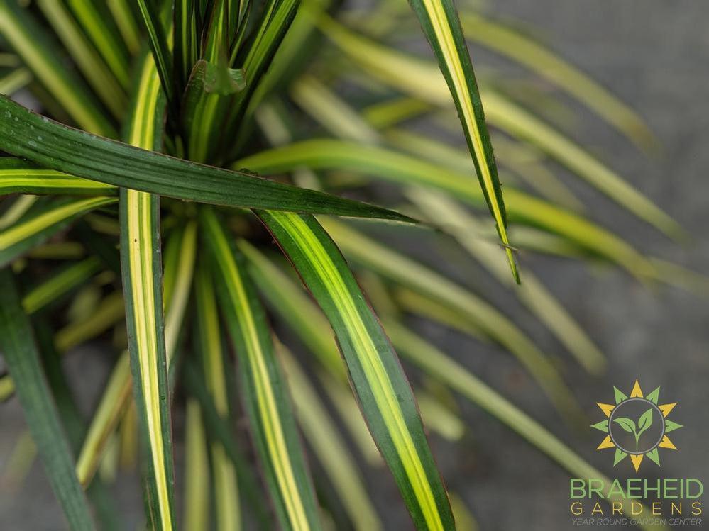 Large Dragon Tree - Dracaena Kiwi - NO SHIP