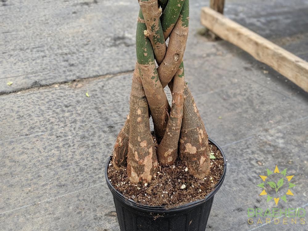 Large Money Tree - NO SHIP