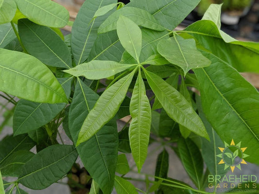 Large Money Tree - NO SHIP