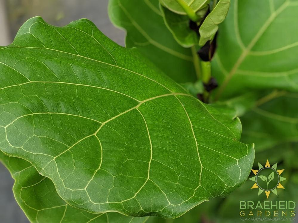 Large Fiddle Leaf Fig Tree - NO SHIP