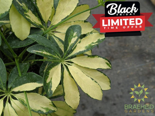 Large Schefflera Arboricol Trinette - NO SHIP